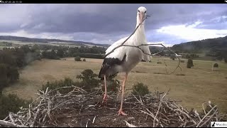 Lindheim DE  Fremdstorch gestaltet das Nest um [upl. by Gan937]