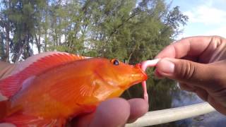 Fishing for Exotic Cichlids in Florida OpaLocka FL [upl. by Egoreg]