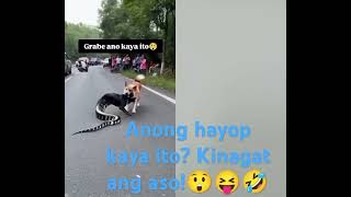 anong hayop kaya ito Kinagat ang kawawang aso [upl. by Ulita114]