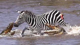 Brave Zebra Fights Off Five Crocodiles And Survives [upl. by Claus]