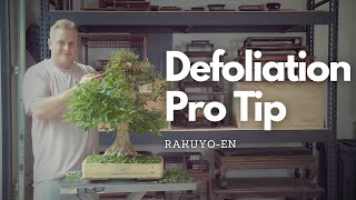 Defoliation Pro Tip  How to Quickly Defoliate Your Bonsai [upl. by Malim]