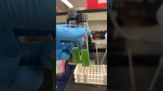 Pseudomonas Aeruginosa Of test with oil and with out check back next week for the results bacteria [upl. by George]