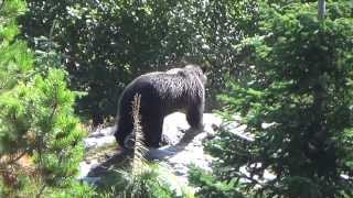 GRIZZLY BEAR or BLACK BEAR IDAHO [upl. by Nollie]