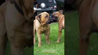 Male and Female Boerboel Playful Interaction shorts boerboelbreeders boerboelpuppies boerboel [upl. by Aibat]