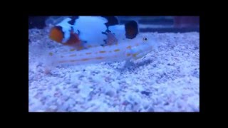 Diamond Goby Sand Sifting [upl. by Mena]