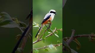 Long Tailed Shrike nature birds youtubeshorts shortvideo [upl. by Puduns]