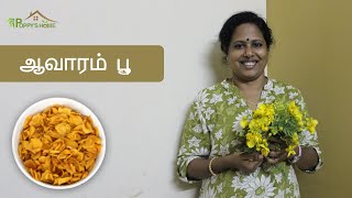 Aavarampoo Tea  ஆவாரம் பூ டீ  Tanner Cassia Tea  Tamil with Eng subtitle [upl. by Atnaloj]