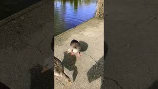 Greylag goose with injured webbing HISSES at dogs amp their owners greylaggeese goose 🪿❤️ [upl. by Aderb]