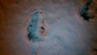 Bigfoot Sasquatch foot prints found in snow [upl. by Philender]