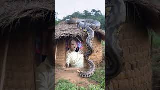 Bigg anaconda 😱youtubeshorts toofanivlogs540 anaconda [upl. by Nagek]