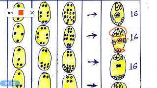 Embryo sac and its type [upl. by Yrrehc]