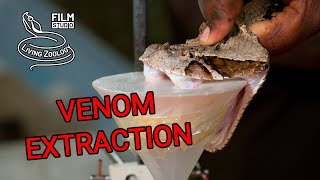 Milking deadly venomous snakes venom extraction Gaboon viper Rhinoceros viper longest fangs [upl. by Notecnirp381]