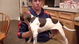 English Pointer Puppies Sunrise Kennels 5209075690 [upl. by Atelahs]