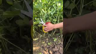 RT 89911168915115444599 mini rotary tillage and ridging allin one tree 🌲 short view rogatorshort [upl. by Rengaw]