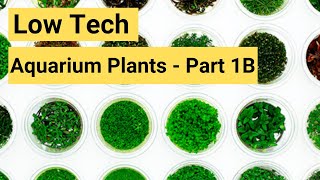 Low Tech Aquarium Plants For Your Planted Aquarium  2019 Part 1B [upl. by Eiramanna]