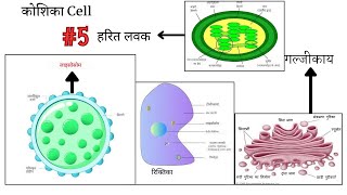 15 lavak Golgi body vacuoles lysosome लवक गल्जीकाय रिक्तिका लाइसोसोम। कोशिका Cell। [upl. by Dnomyar]