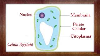 Biologie Clasa a 5a Lectia Structura si functiile plantelor partea 1 [upl. by Leinehtan]