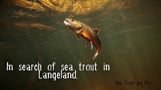 Chasing Sea Trout A Langeland Adventure Awaits 🐟🌊 [upl. by Zelig122]