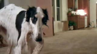 Borzoi goes crazy playing [upl. by Franza]