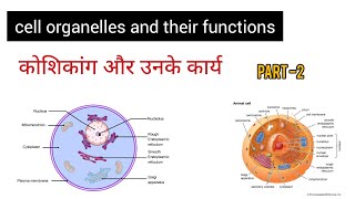 Biology  Structure amp Function of Cell Organelles  Part 2 [upl. by Yevette]