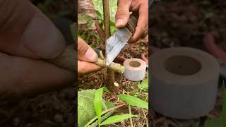 Cherry tree grafting agricultural breeding technology  creative inspiration [upl. by Okire14]