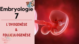 Embryologie  Lovogenèse   2022  شرح بالدارجة [upl. by Ehsiom]