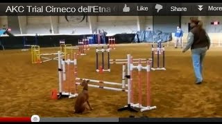 Cirneco dellEtna agility run [upl. by Dame]