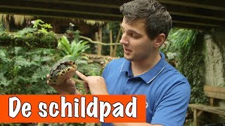 Alles over de waterschildpad 🐢  DierenpraatTV [upl. by Ahsekyw]