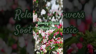 Energy of Beautiful Flowers in Spring  soulfulmusic shorts [upl. by Accalia985]