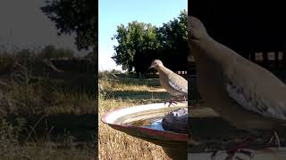 Whitewinged Dove visits birdbath birding birds trailcamnature gamecamtrailcamjunkiewildlife [upl. by Einobe475]