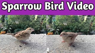 sparrow bird feeding video 🕊️ Sparrow Bird sound [upl. by Arima]