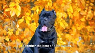 Lab Cane Corso Mix  The Ultimate Dog Lovers Guide [upl. by Pascoe]