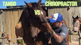 Tango vs Chiropractor [upl. by Ellerol585]