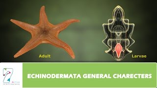 ECHINODERMATA GENERAL CHARECTERS [upl. by Leuqim25]