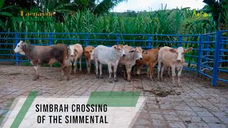 Simbrah crossing of the Simmental [upl. by Yticilef]