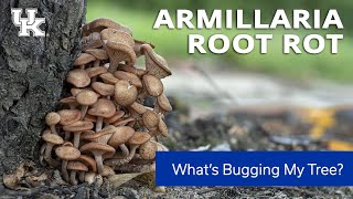 Whats Bugging My Tree Armillaria Root Rot [upl. by Oneill]