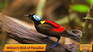 Wilsons Cicinnurus Respublica Call  Superb Wilsons Bird of Paradise [upl. by Anivram285]