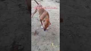 Cute 🥺 dog performance 🐕cuteanimal dance 💃🌹 [upl. by Gayla]