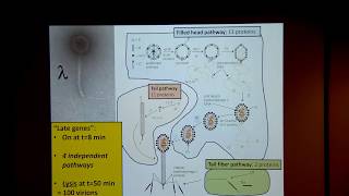 VTLSS Phage Lysis Do We Have the Hole Story Yet with Dr Ry Young [upl. by Weinman569]