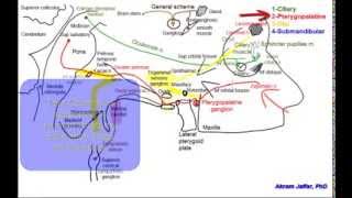 Cranial parasympathetic ganglia [upl. by Attenod]