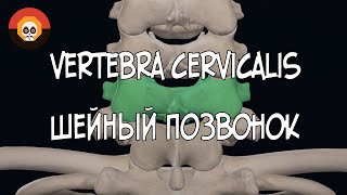 Шейный позвонок Vertebra cervicalis 3D Анатомия [upl. by Yoshiko]