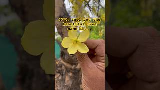 Cassia fistula  Golden laburnum  Golden shower tree summerflowers summerplants tree gardening [upl. by Llerraj466]