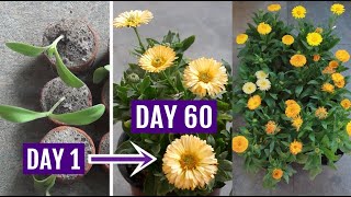 Know the Right Way to Grow n Care for Calendula in Pots With Results [upl. by Alliuqa602]