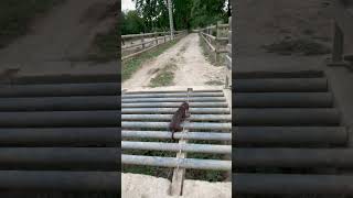 Dachshund Running Around Ranch Gets Stuck Between Pipes  1502356 [upl. by Pollerd791]