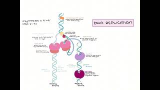 DNA Replication Part 1 [upl. by Photina]