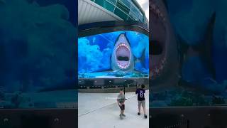 Kids vs Shark 🦈  shortvideo [upl. by Mima]