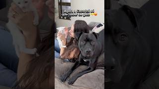 AGORA A COCORICÓ SÓ QUER SABER DE GATO 😤 pitbullegatos cachorros cachorro gatos gato pitbull [upl. by Nnahtebazile]