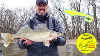 MISSISSIPPI RIVER pool 4 SMASHING walleyes with the LIQUID WILLOW CAT plastics [upl. by Ydneh]