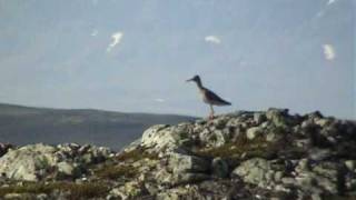 Redshank with flight shots Willow Ptarmigan [upl. by Jecon440]