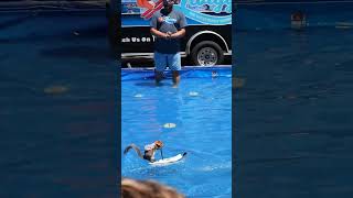 Twiggy the Water Skiing Squirrel  2024 County Fair animals squirrel water cute [upl. by Berhley]